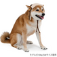 Dog clothes, winter, flight hat, boa, small and medium-sized dogs | Ranked #1, autumn and winter, warm, cute, cool, hat