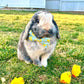 Bow Tie Cat Collar Set - "Spring Chicks - Blue" - Easter Light Blue Cat Collar w/ Matching Bowtie / It's A Boy / Cat