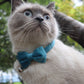 Velvet Cat Bow Tie