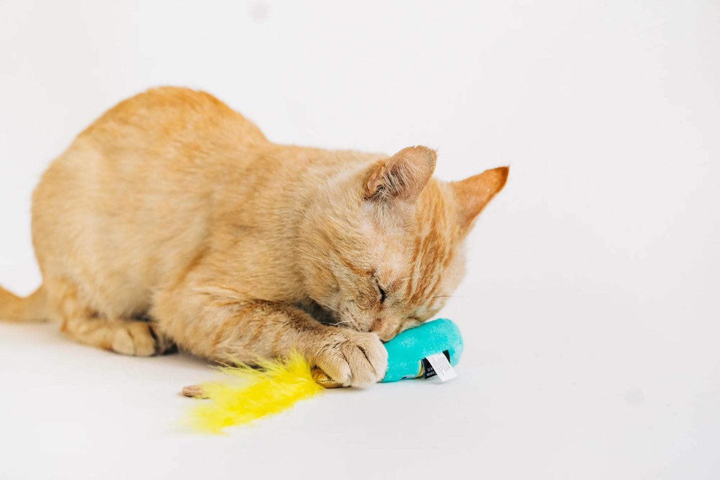 Feline Frenzy Pop, Fizz, Meow