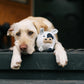 Barnyard Buddies Toys