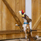 Barnyard Buddies Toys