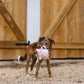 Barnyard Buddies Toys