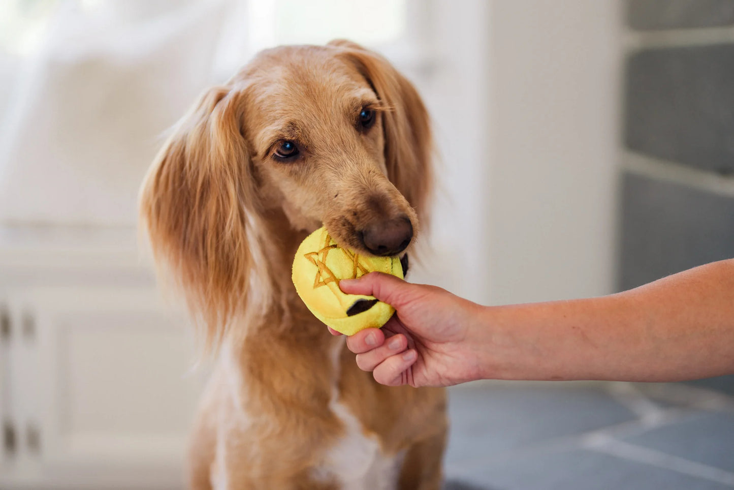 Paw-nukkah Toys