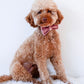 Dusty Pink Velour Collar Leash Bowtie