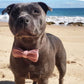 Dusty Pink Velour Collar Leash Bowtie