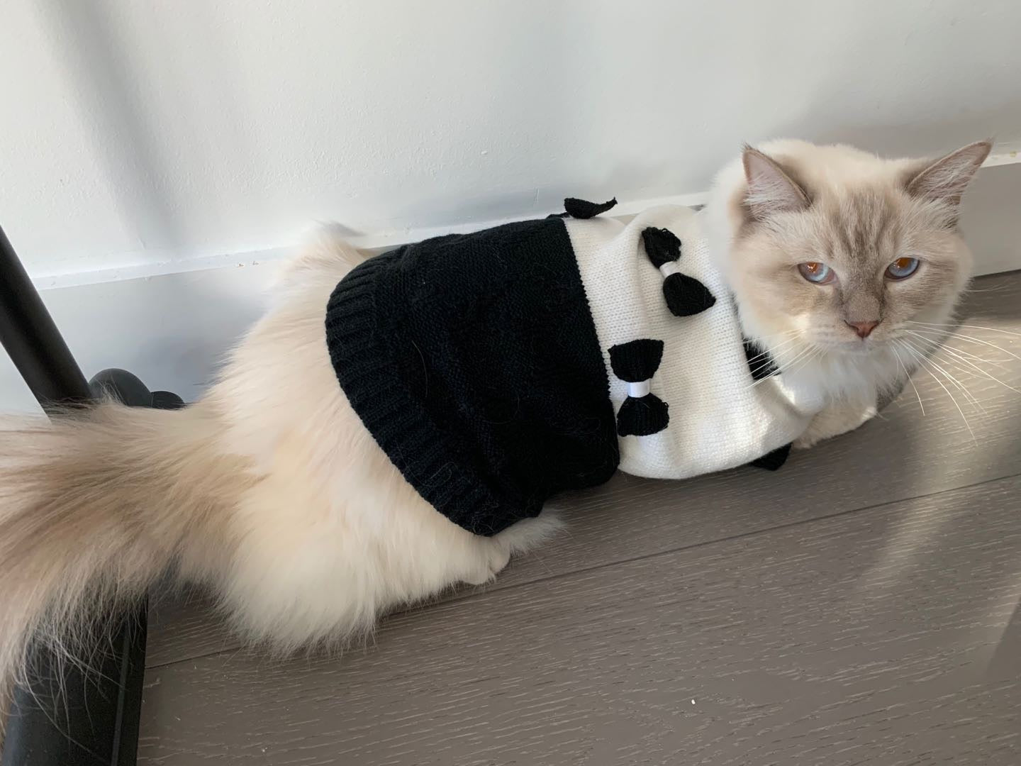 Pet Jumper with Black Bows Online Only