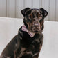 Dusty Pink Velour Collar Leash Bowtie