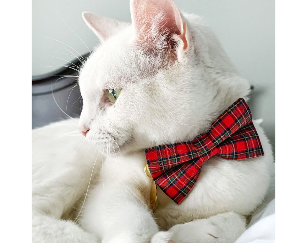 Hearthside Cat Collar – thepawprincipality