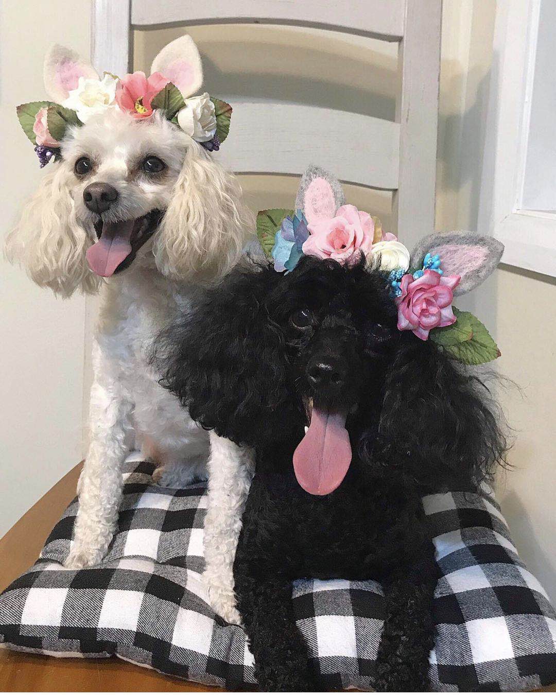 Floral Headband