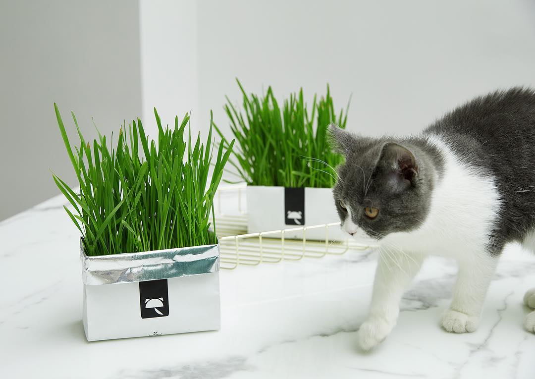 Cat Grass Soilless Seeds Wheat Grass White
